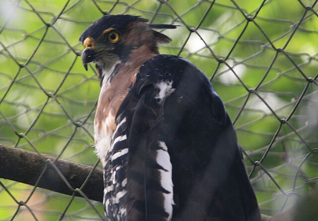 Gavião-Penacho (Spizaetus ornatus)