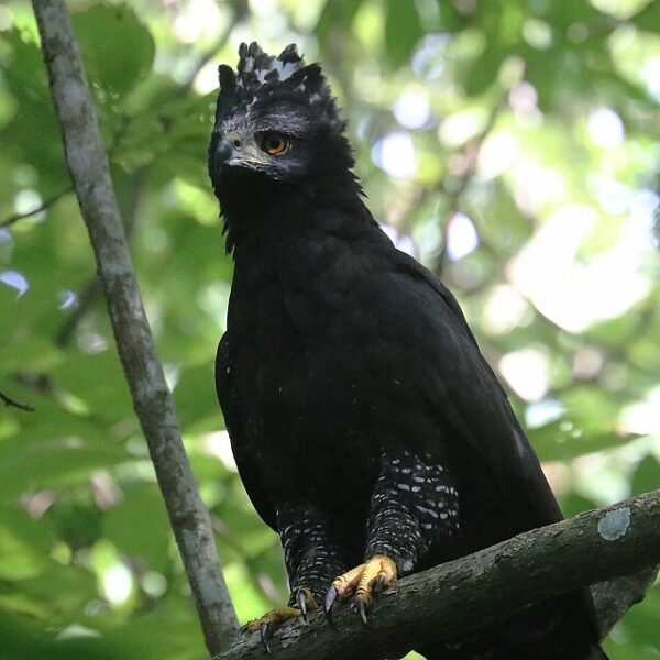 Gavião-Pega-Macaco (Spizaetus tyrannus)