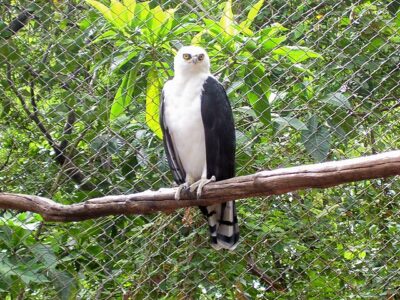Gavião-Pato (Spizaetus melanoleucus)