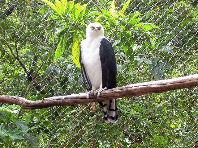 Gavião-Pato (Spizaetus melanoleucus)