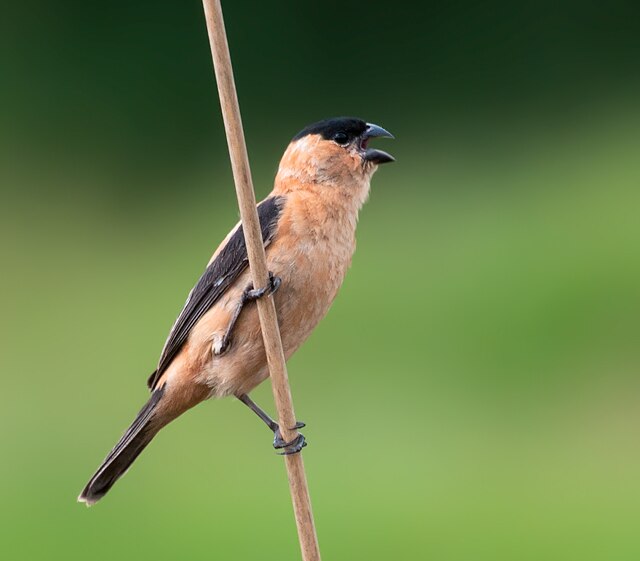 Caboclinho-Frade (Sporophila bouvreuil)