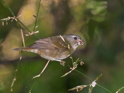 Chanchão (Sporophila frontalis)