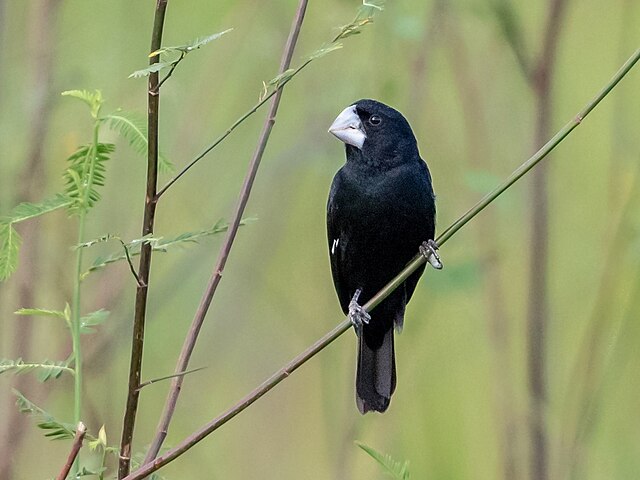 Bicudo (Sporophila maximiliani)