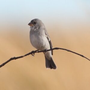 Patativa (Sporophila plumbea)
