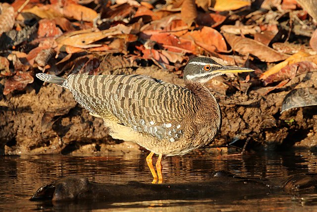 Pavãozinho-do-Pará (Eurypyga helias)