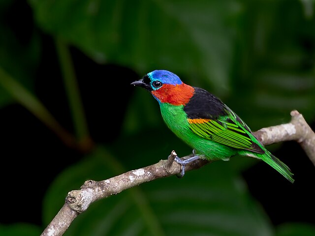 Saíra-Militar (Tangara cyanocephala)