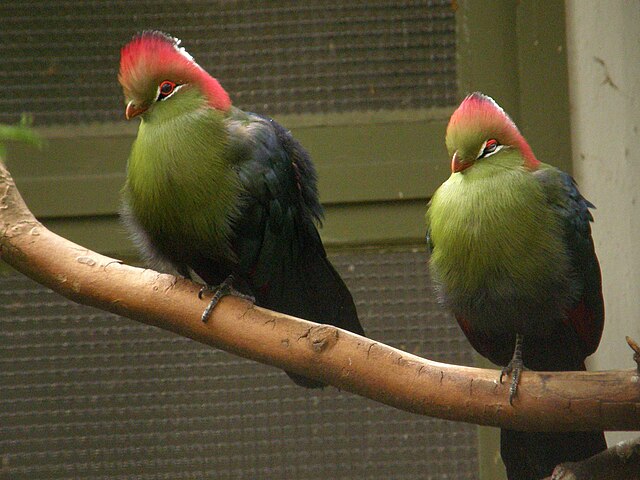Turaco-de-Fischer (Tauraco fischeri)