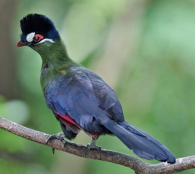 Turaco-de-Hartlaub (Tauraco hartlaubi)
