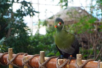Turaco-de-Bochecha-Branca (Tauraco leucotis)