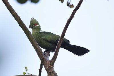 Turaco-de-Bico-Preto (Tauraco schuettii)