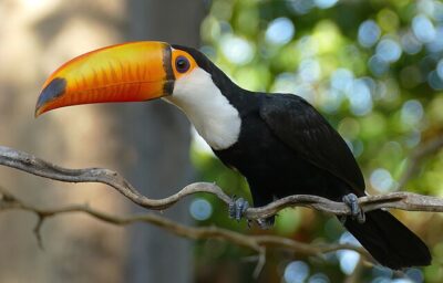 Tucano-Toco (Ramphastos toco)