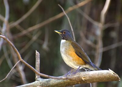 Sabia-Coleira (Turdus albicollis)