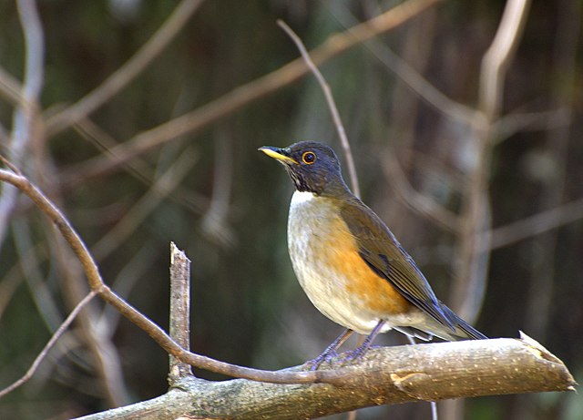 Sabia-Coleira (Turdus albicollis)