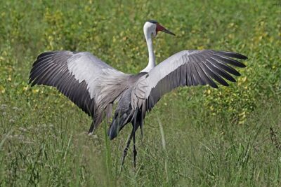 Grou-Comum (Grus grus)