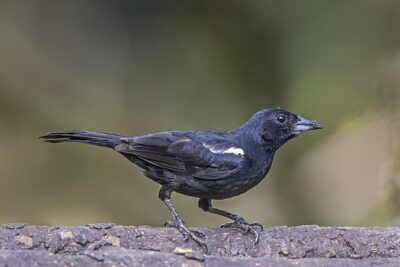 Pipira-Preta (Tachyphonus rufus)