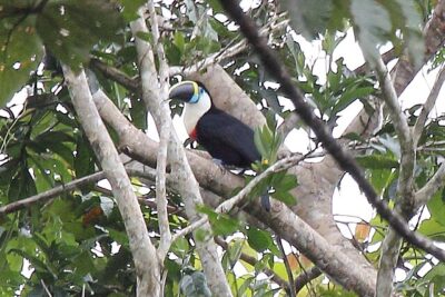 Tucano-de-Papo-Branco (Ramphastos tucanus)