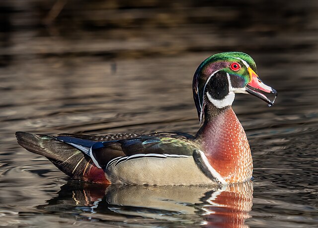 Pato-Carolina / Wood Duck (Aix sponsa)