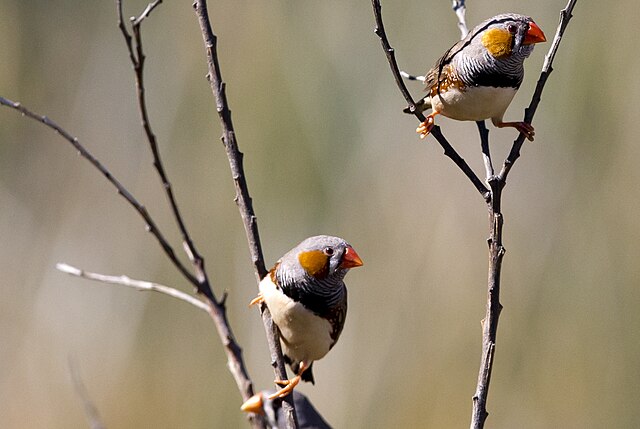Mandarim (Taeniopygia guttata)