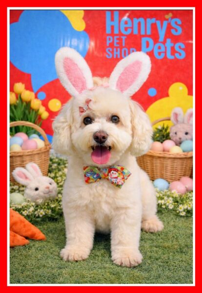 Henry's Pets Pet Shop